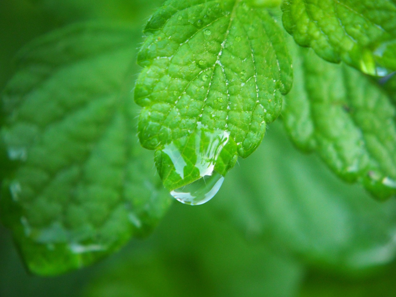 Cloropure Gocce: il segreto per un benessere naturale ed economico [Guida Pratica]