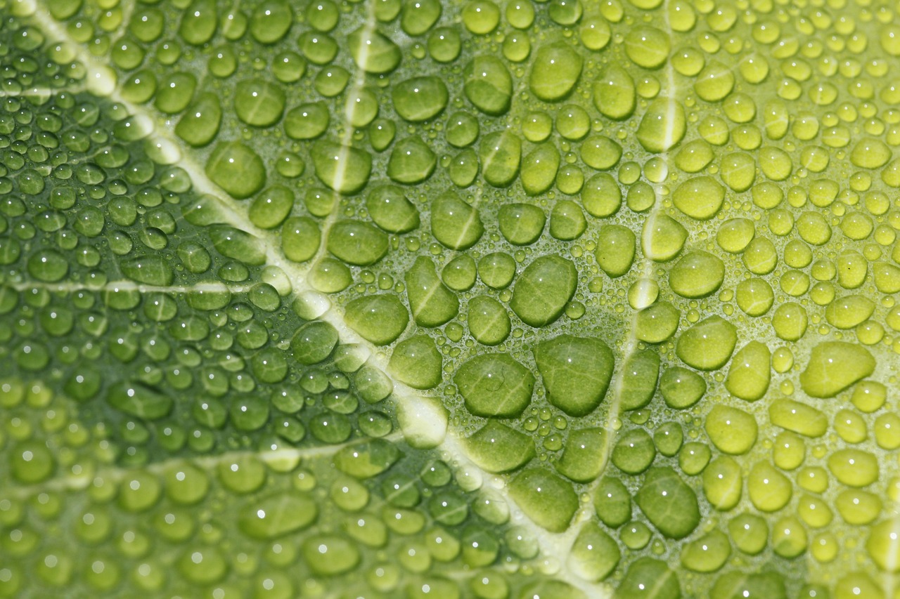 Come depurare il tuo organismo in modo naturale con Cloropure Gocce
