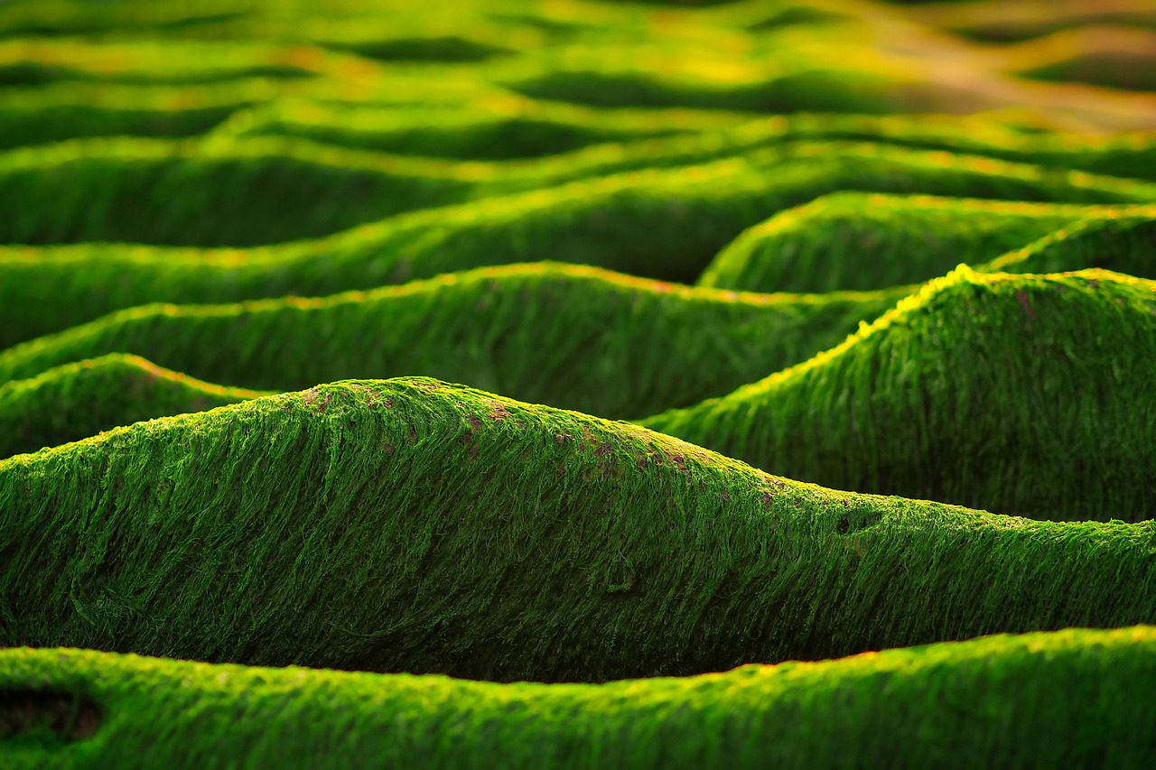 Come ottenere energia e vitalità con Alga Clorella e Spirulina