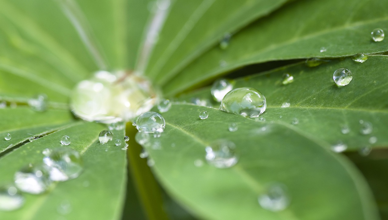 Perché la formula liquida di Cloropure Gocce è fondamentale per il tuo benessere?